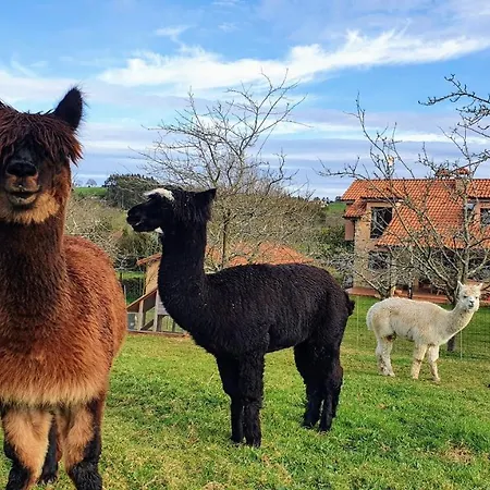 3 Alpacas 2* La Campa