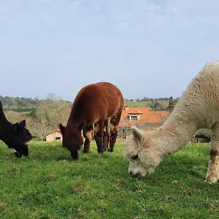 3 Alpacas 2* La Campa