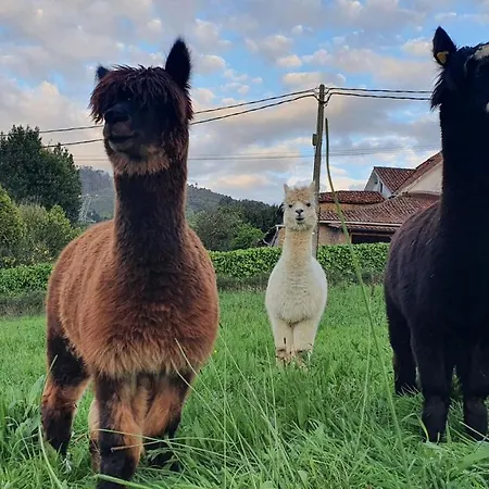 3 Alpacas Szálloda