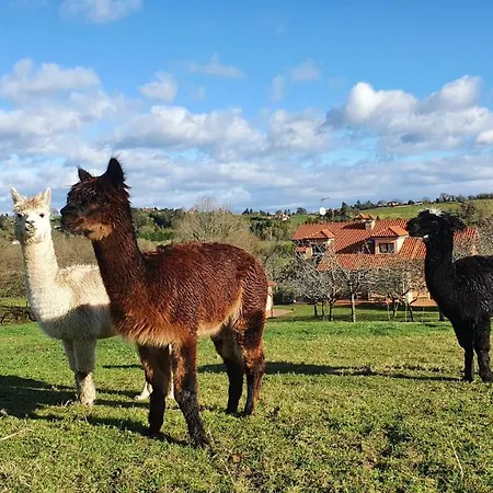 3 Alpacas 2*