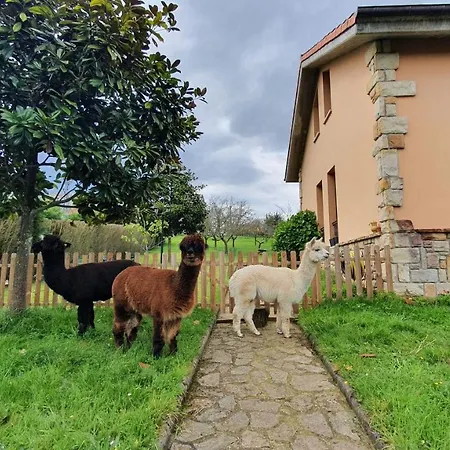 3 Alpacas
