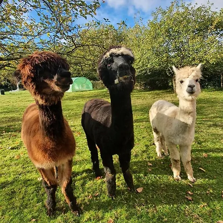 Szálloda 3 Alpacas