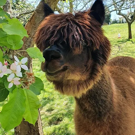 3 Alpacas ホテル La Campa