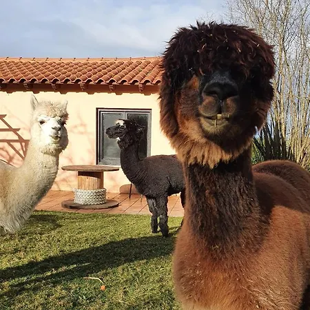 Szálloda 3 Alpacas La Campa