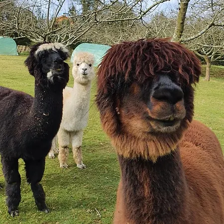 Szálloda 3 Alpacas 2*