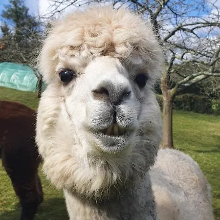 Szálloda 3 Alpacas La Campa