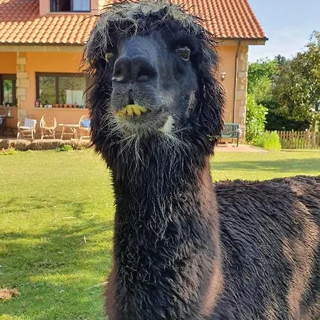 Szálloda 3 Alpacas
