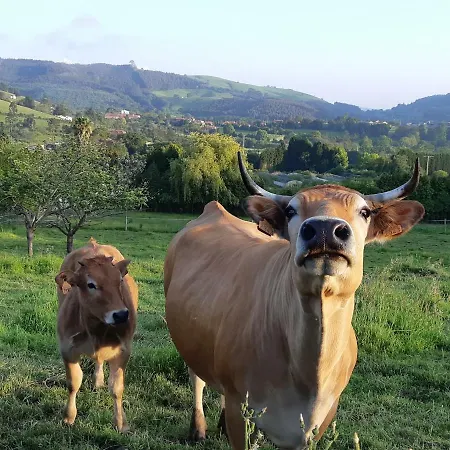3 Alpacas La Campa