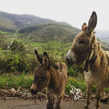3 Alpacas Hotel