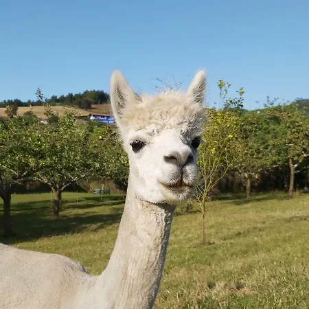 3 Alpacas La Campa